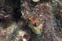 Enneapterygius larsonae