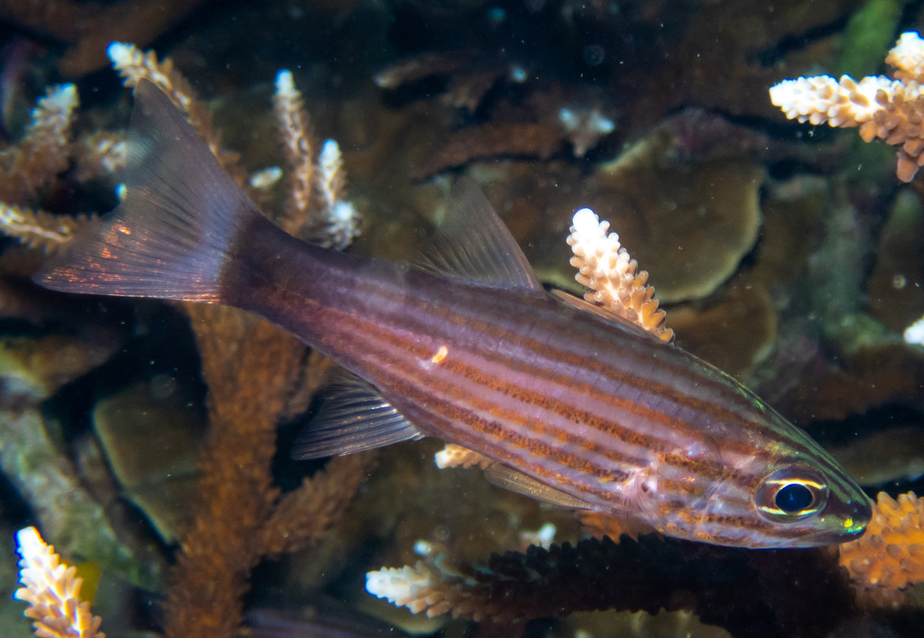 Wolf cardinalfish