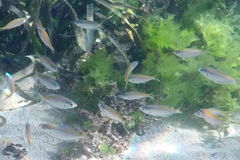 Caesioscorpis theagenes