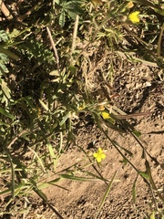 Tropidocarpum gracile