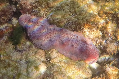 Australostichopus mollis