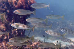 Helotes octolineatus