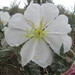 Oenothera californica californica - Photo (c) Neil O. Frakes, some rights reserved (CC BY-NC), uploaded by Neil O. Frakes