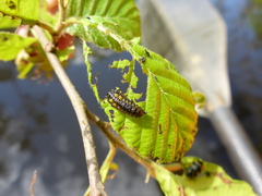 Chrysomela interrupta