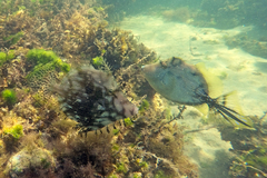 Chaetodermis penicilligerus