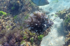 Chaetodermis penicilligerus