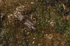 Amolops hongkongensis