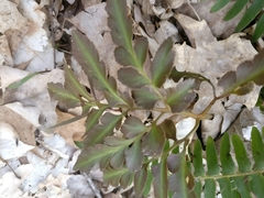 Sceptridium multifidum