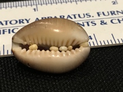 Monetaria caputophidii