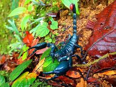 Heterometrus spinifer