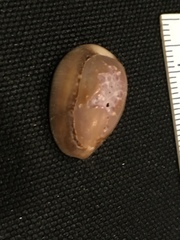 Monetaria caputophidii