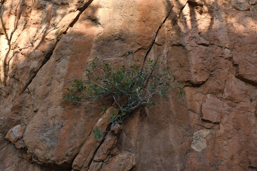 Image of Ficus desertorum by (c) Em Lamond, some rights reserved (CC BY)