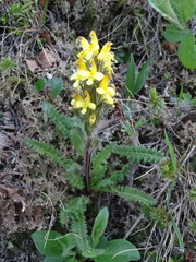 Pedicularis oederi