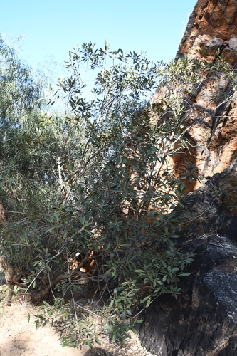 Image of Ficus desertorum by (c) Em Lamond, some rights reserved (CC BY)