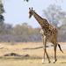 Southern Giraffe - Photo (c) simben, some rights reserved (CC BY-NC-ND), uploaded by simben