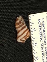 Arca kauaia