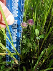 Trifolium barbigerum