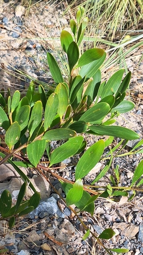 Sydney golden wattle (Acacia longifolia)