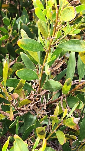 Acacia longifolia