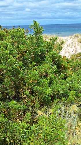 Acacia longifolia