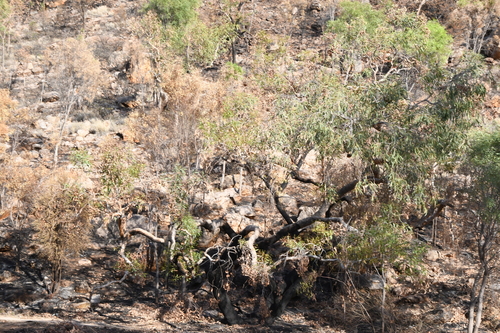 Image of Corymbia opaca by (c) Em Lamond, some rights reserved (CC BY)