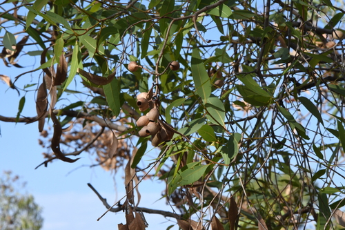 Image of Corymbia opaca by (c) Em Lamond, some rights reserved (CC BY)