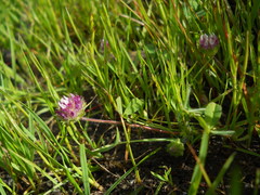 Trifolium barbigerum
