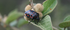 Pachycoris klugii