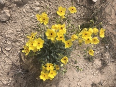 Arctomecon californica