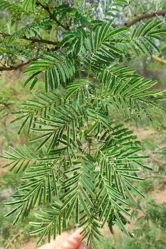 Thirsty Thorn