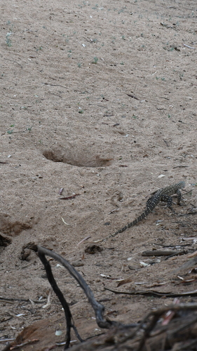 Perentie (Varanus giganteus)