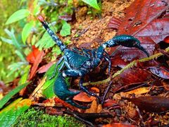 Heterometrus spinifer