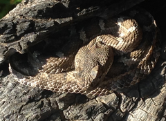Crotalus oreganus