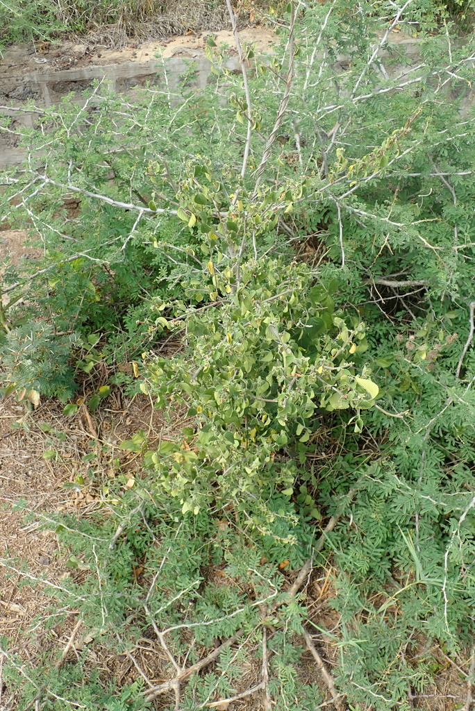 Acalypha fruticosa Forssk.