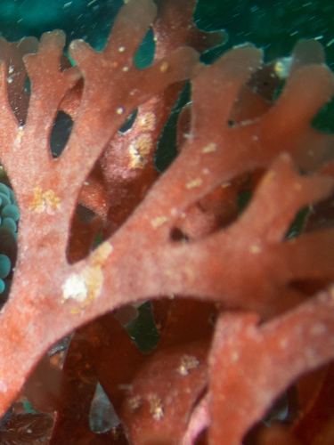 Rhodymenia dichotoma