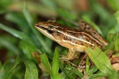 Brown Grasspound Frog photo 2