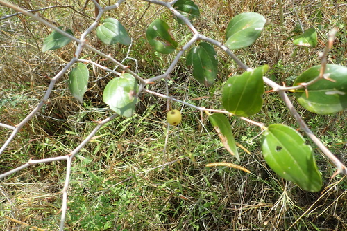 Christ's thorn jujube