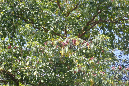 Terminalia brownii