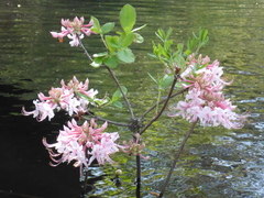Rhododendron canescens image