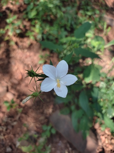 Lesser Mallow White (Hibiscus hirtus)