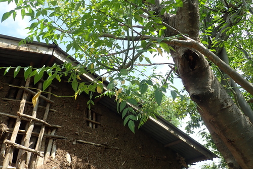 Moringa tree