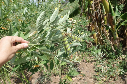 Pigeon Pea