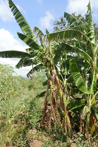 Plantain