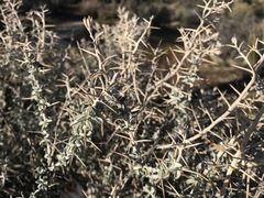 Tetradymia stenolepis