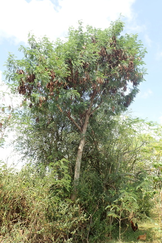 White leadtree