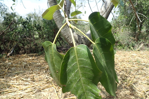 Ficus ovata