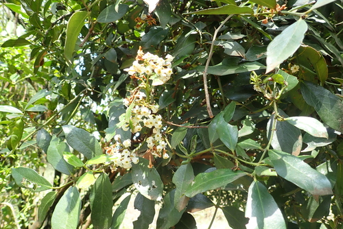Arrow Poison Tree