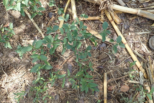 Sida ovata
