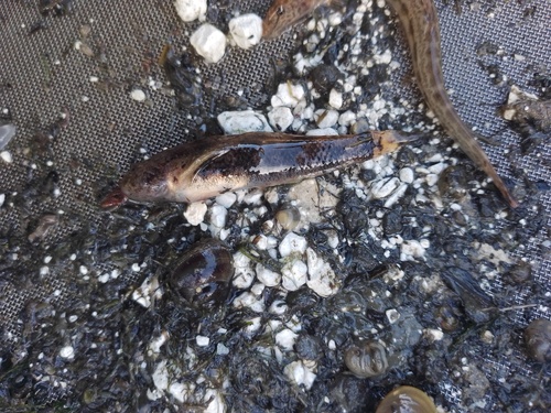 Eastern Tubenose Goby