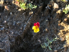 Erythranthe shevockii